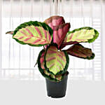 Calathea Roseopicta Rosy