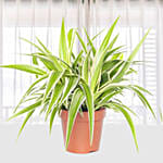 Chlorophytum Mixed