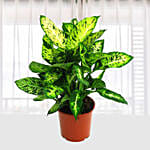 Dieffenbachia Compacta