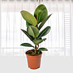 Ficus Elastica Robusta