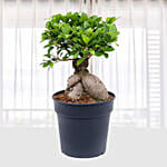 Ficus Microcarpa Ginseng