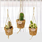 Kokopot String Cactus Mixed