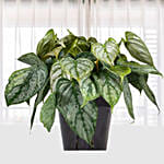 Philodendron Brandtianum