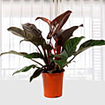 Philodendron Imperial Red