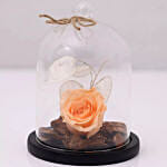 Peach Forever Rose In Glass Dome