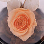 Peach Forever Rose In Glass Dome