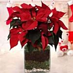 Poinsettia Plant