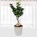 Ficus Bonsai Plant In a Ceramic Pot