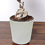 Ficus Bonsai Plant In a Ceramic Pot