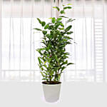 Ficus Plant In White Pot