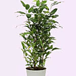 Ficus Plant In White Pot