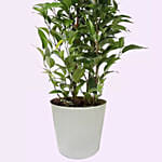 Ficus Plant In White Pot