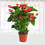 Red Anthurium Plant In A Red Pot