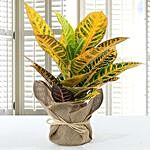 Codiaeum Petra Plant with Jute Wrapped Potted Plant