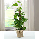 Jute Wrapped Epipremnum Aureum Potted Plant