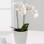 2 نباتات أوركيد بيضاء في أصيص أبيض