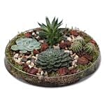 Succulent Plants Glass Tray