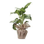 Aglaonema Silver Bay Plant Jute Pot