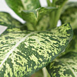 Aglaonema Silver Bay Plant Jute Pot