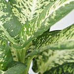 Aglaonema Silver Bay Plant Jute Pot