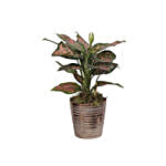 Aglaonema Spotted Star Plant Bronze Pot