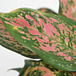 Aglaonema Spotted Star Plant Bronze Pot