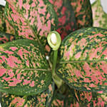 Aglaonema Spotted Star Plant Bronze Pot
