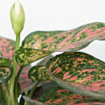 Aglaonema Spotted Star Plant Bronze Pot