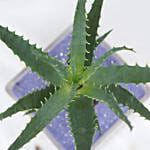 Aloe Arborescens & Cactus Plant Glass Jar Combo