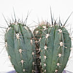 Aloe Arborescens & Cactus Plant Glass Jar Combo