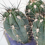 Aloe Arborescens & Cactus Plant Glass Jar Combo