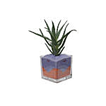 Aloe Arborescens Plant Glass Jar