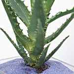 Aloe Arborescens Plant Glass Jar