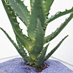 Aloe Arborescens Plant Glass Jar