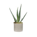 Aloe Vera Plant Light Brown Pot