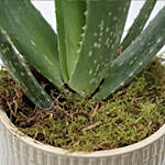 Aloe Vera Plant Light Brown Pot