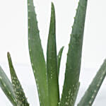 Aloe Vera Plant Light Brown Pot