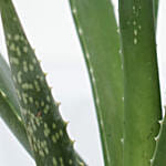 Aloe Vera Plant Light Brown Pot