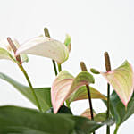 Anthurium & Fastoria Plant Combo