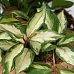 Anthurium & Hoya Carnosa Plant In Golden Pot