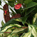 Anthurium & Hoya Carnosa Plant In Golden Pot