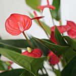 Anthurium & Hoya Carnosa Plant In Golden Pot