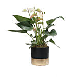 Anthurium Plant Black & Golden Round Pot