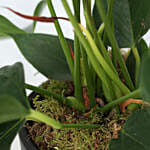 Anthurium Plant Black & Golden Round Pot