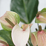 Anthurium Plant Black & Golden Round Pot