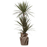 Bicolour Dracaena Marginata Plant Jute Pot