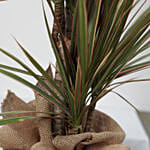 Bicolour Dracaena Marginata Plant Jute Pot