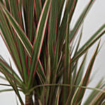 Bicolour Dracaena Marginata Plant Jute Pot