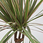 Bicolour Dracaena Marginata Plant Jute Pot