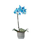 Blue Phalaenopsis & Echevieria Plant Pot